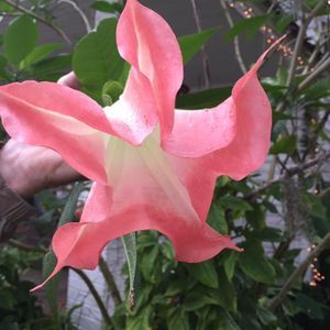 Meet your Posher, Ardyce